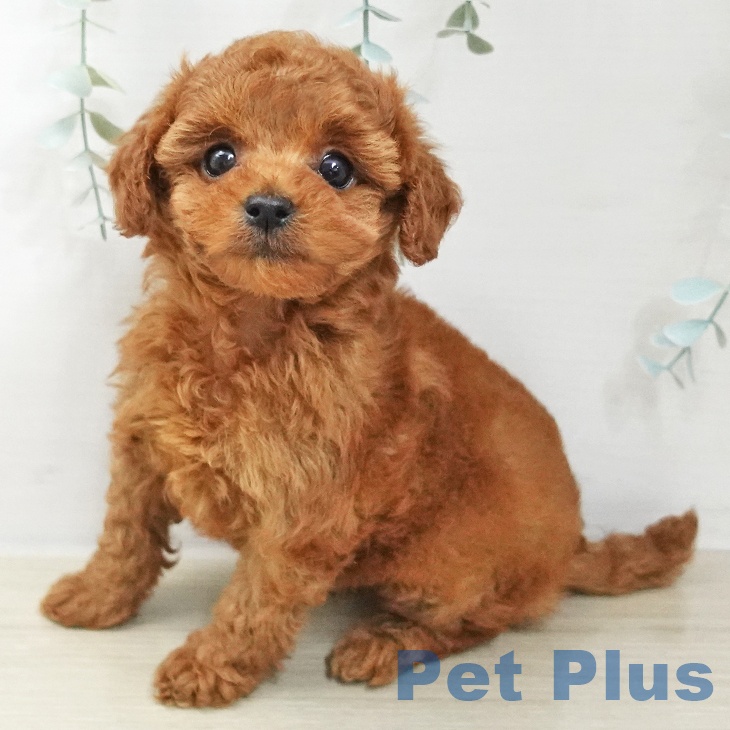 神奈川県のトイプードル(トイ) (ペットプラス テラスモール湘南店/2025年11月20日生まれ/女の子/レッド)の子犬の2枚目の画像