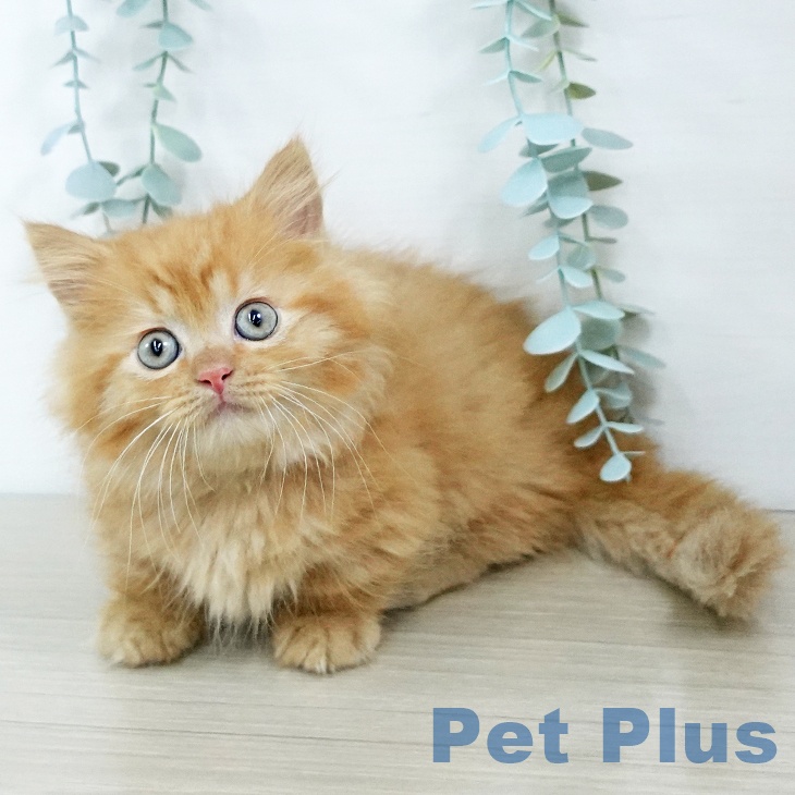 長野県のマンチカン (ペットプラス 松本店/2025年11月20日生まれ/男の子/レッドタビー)の子猫の1枚目の画像