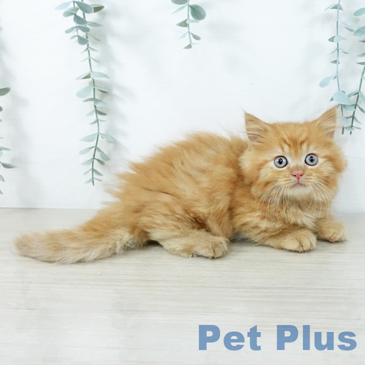 長野県のマンチカン (ペットプラス 松本店/2025年11月20日生まれ/男の子/レッドタビー)の子猫の2枚目の画像