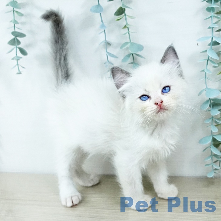 福岡県のラグドール (ペットプラス 春日店/2025年11月19日生まれ/男の子/ブルーポイントバイカラー)の子猫の1枚目の画像