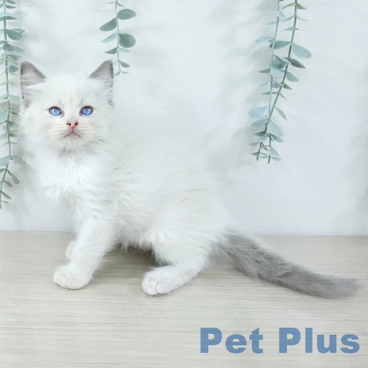 福岡県のラグドール (ペットプラス 春日店/2025年11月19日生まれ/男の子/ブルーポイントバイカラー)の子猫の2枚目の画像