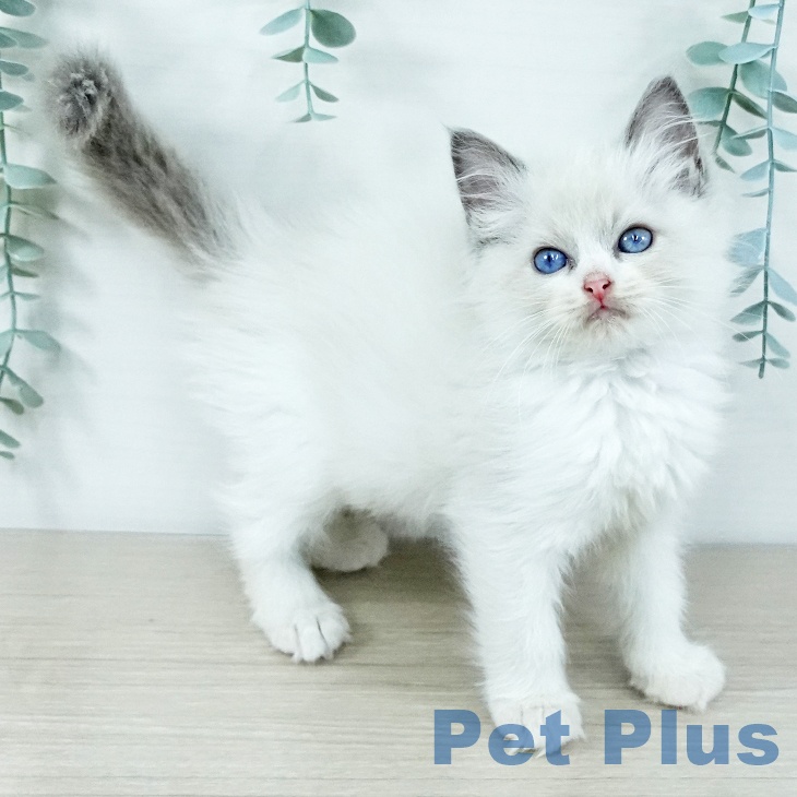 東京都のラグドール (ペットプラス 東久留米店/2025年11月19日生まれ/女の子/ブルーポイントバイカラー)の子猫の1枚目の画像
