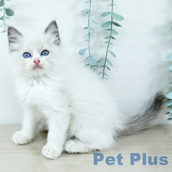 東京都のラグドール (ペットプラス 東久留米店/2025年11月19日生まれ/女の子/ブルーポイントバイカラー)の子猫の2枚目の画像