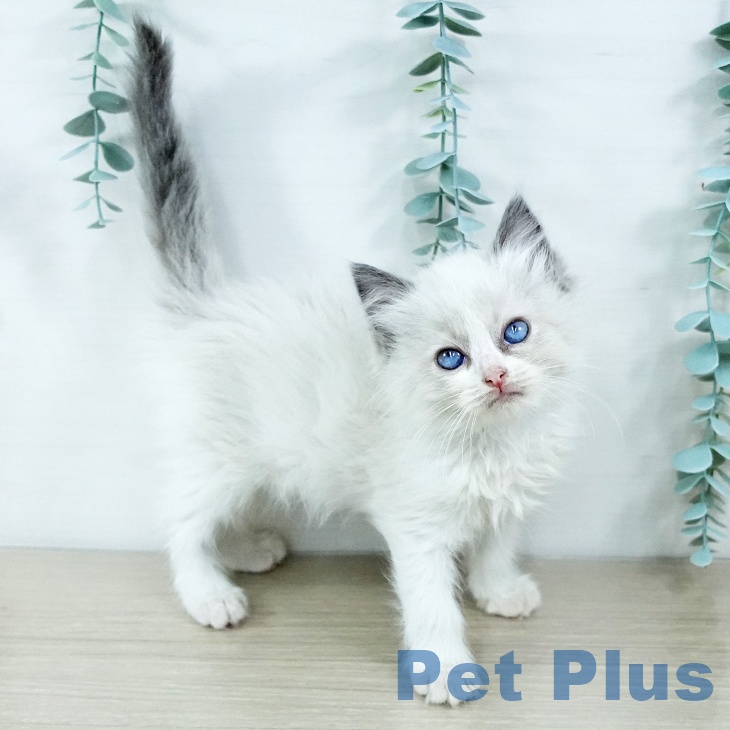 埼玉県のラグドール (ペットプラス 浦和美園店/2025年11月19日生まれ/女の子/ブルーポイントバイカラー)の子猫の1枚目の画像