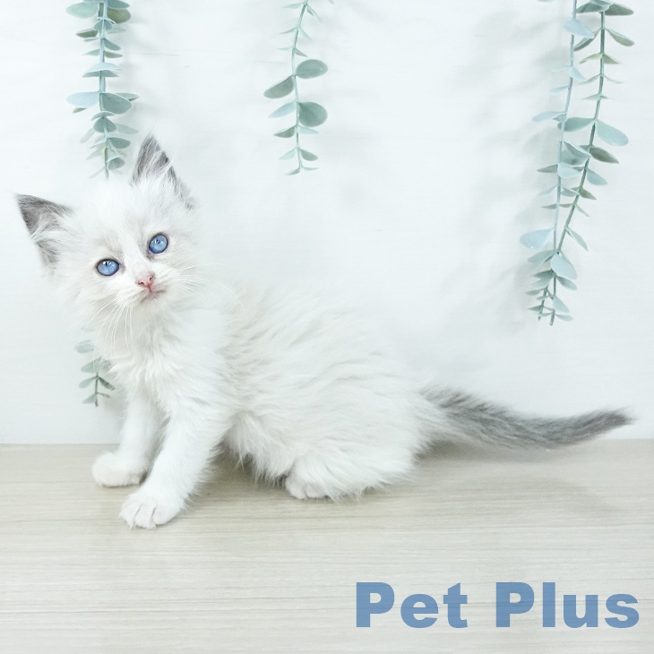 埼玉県のラグドール (ペットプラス 浦和美園店/2025年11月19日生まれ/女の子/ブルーポイントバイカラー)の子猫の2枚目の画像