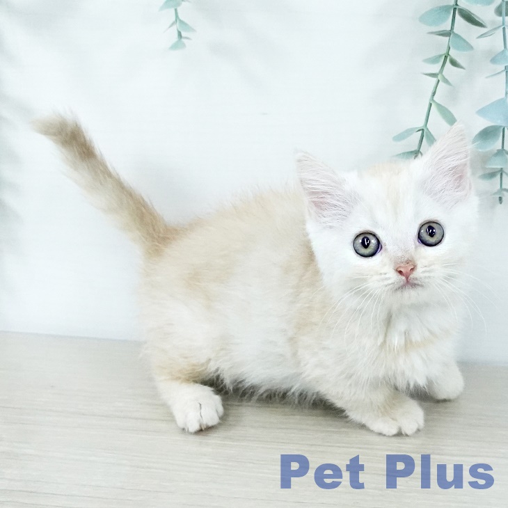 東京都のマンチカン (ペットプラス むさし村山店/2025年11月20日生まれ/女の子/クリームタビー)の子猫の1枚目の画像