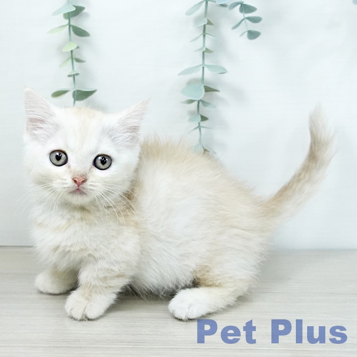 東京都のマンチカン (ペットプラス むさし村山店/2025年11月20日生まれ/女の子/クリームタビー)の子猫の2枚目の画像