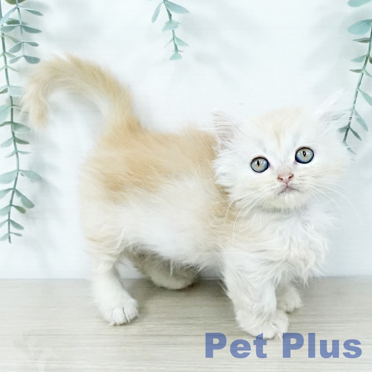 神奈川県のマンチカン (ペットプラス テラスモール湘南店/2025年11月20日生まれ/男の子/クリームタビー)の子猫の1枚目の画像