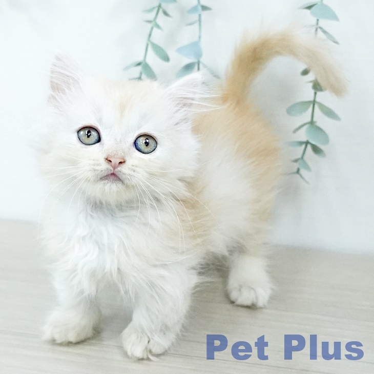 神奈川県のマンチカン (ペットプラス テラスモール湘南店/2025年11月20日生まれ/男の子/クリームタビー)の子猫の2枚目の画像