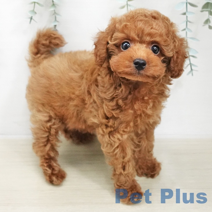 神奈川県のトイプードル(トイ) (ペットプラス ゆめが丘ソラトス店/2025年11月16日生まれ/男の子/レッド)の子犬の1枚目の画像