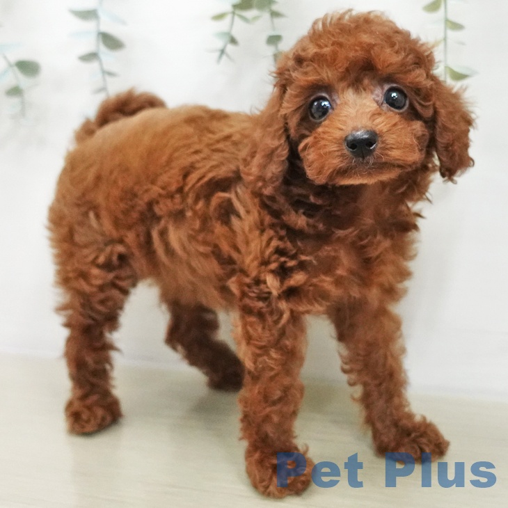 山形県のトイプードル(トイ) (ペットプラス 天童店/2025年11月16日生まれ/女の子/レッド)の子犬の1枚目の画像