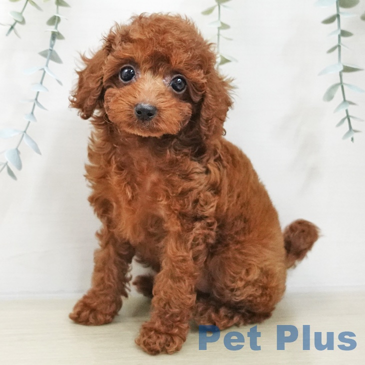 山形県のトイプードル(トイ) (ペットプラス 天童店/2025年11月16日生まれ/女の子/レッド)の子犬の2枚目の画像