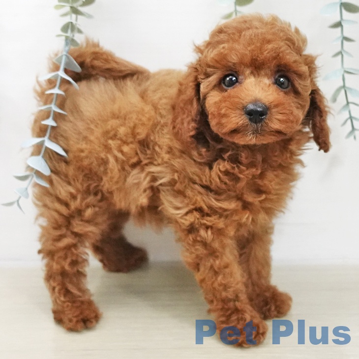 青森県のトイプードル(トイ) (ペットプラス 青森浜田店/2025年11月16日生まれ/女の子/レッド)の子犬の2枚目の画像