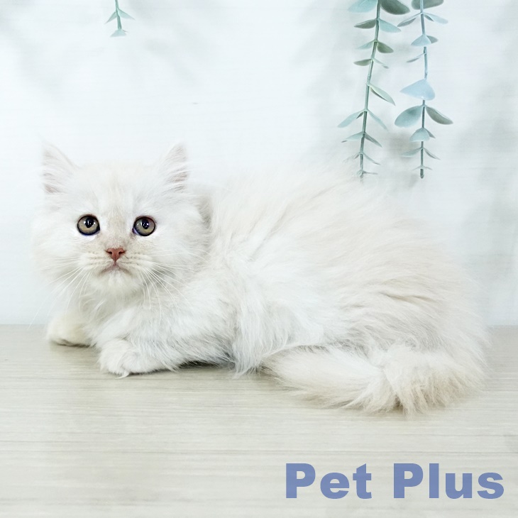 宮城県のミヌエット (ペットプラス 名取店/2025年11月6日生まれ/女の子/クリームタビー)の子猫の1枚目の画像