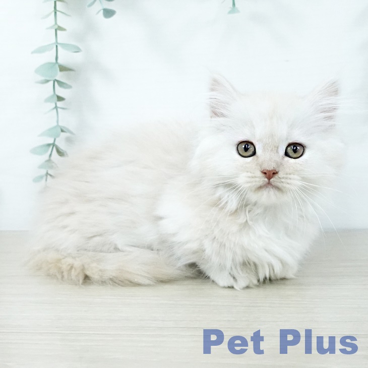 宮城県のミヌエット (ペットプラス 名取店/2025年11月6日生まれ/女の子/クリームタビー)の子猫の2枚目の画像