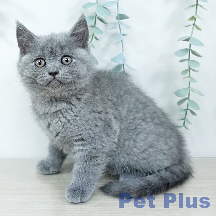 東京都のブリティッシュショートヘアー (ペットプラス むさし村山店/2025年11月18日生まれ/女の子/ブルー)の子猫の1枚目の画像