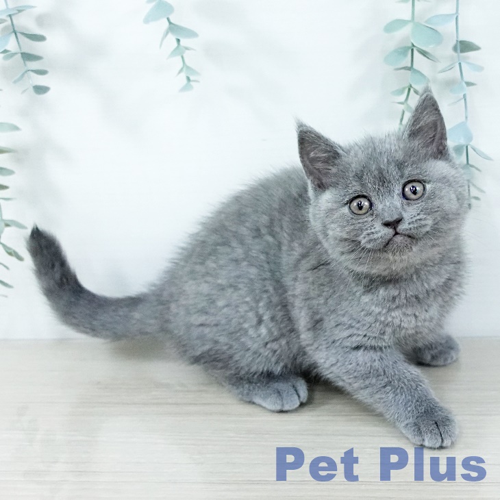 東京都のブリティッシュショートヘアー (ペットプラス むさし村山店/2025年11月18日生まれ/女の子/ブルー)の子猫の2枚目の画像