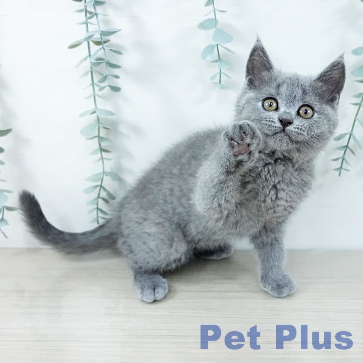千葉県のブリティッシュショートヘアー (ペットプラス 幕張新都心店/2025年11月18日生まれ/女の子/ブルー)の子猫の1枚目の画像