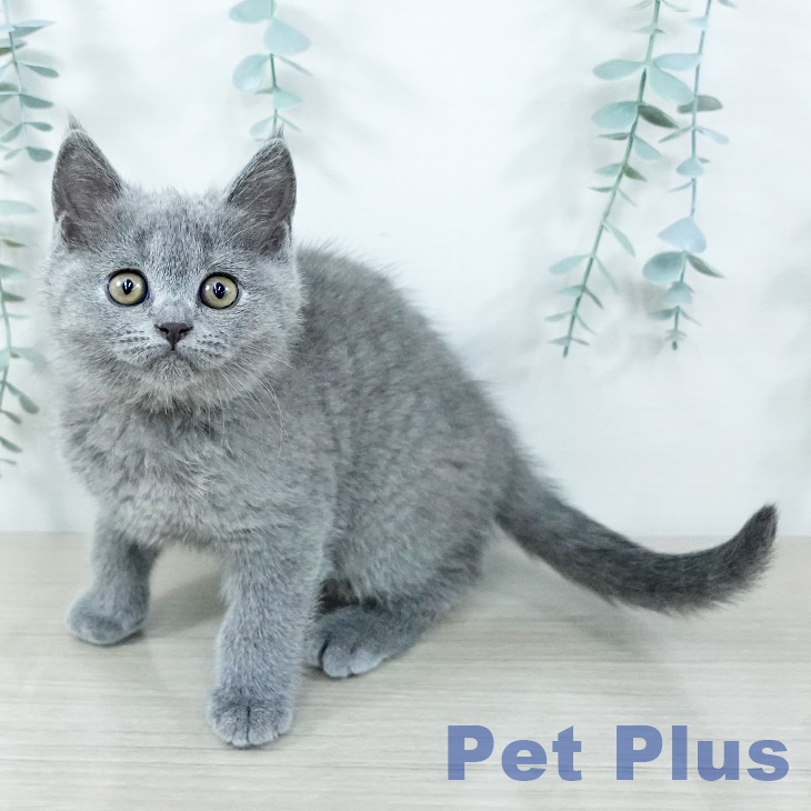 千葉県のブリティッシュショートヘアー (ペットプラス 幕張新都心店/2025年11月18日生まれ/女の子/ブルー)の子猫の2枚目の画像