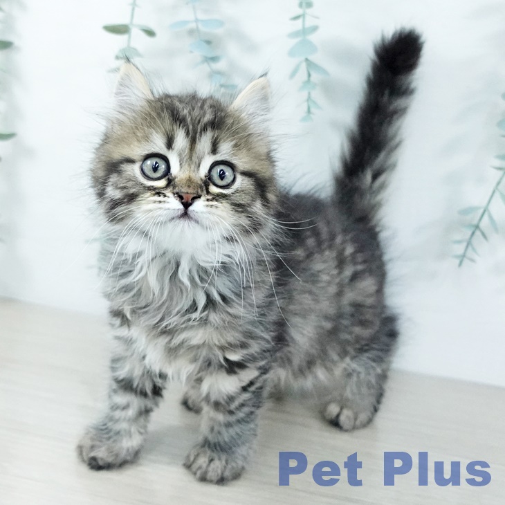 神奈川県のサイベリアン (ペットプラス 武蔵小杉店/2025年11月20日生まれ/男の子/ブラウンタビー)の子猫の1枚目の画像