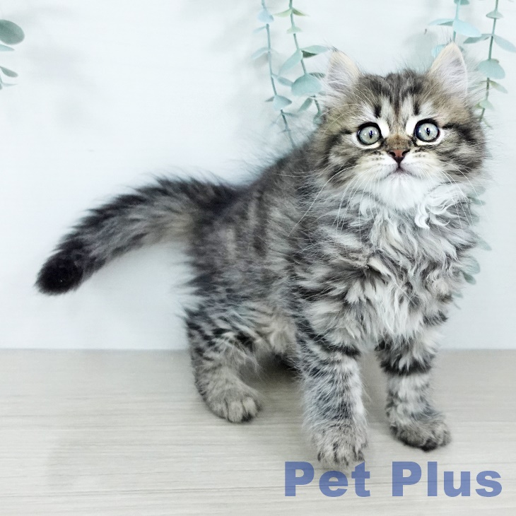神奈川県のサイベリアン (ペットプラス 武蔵小杉店/2025年11月20日生まれ/男の子/ブラウンタビー)の子猫の2枚目の画像