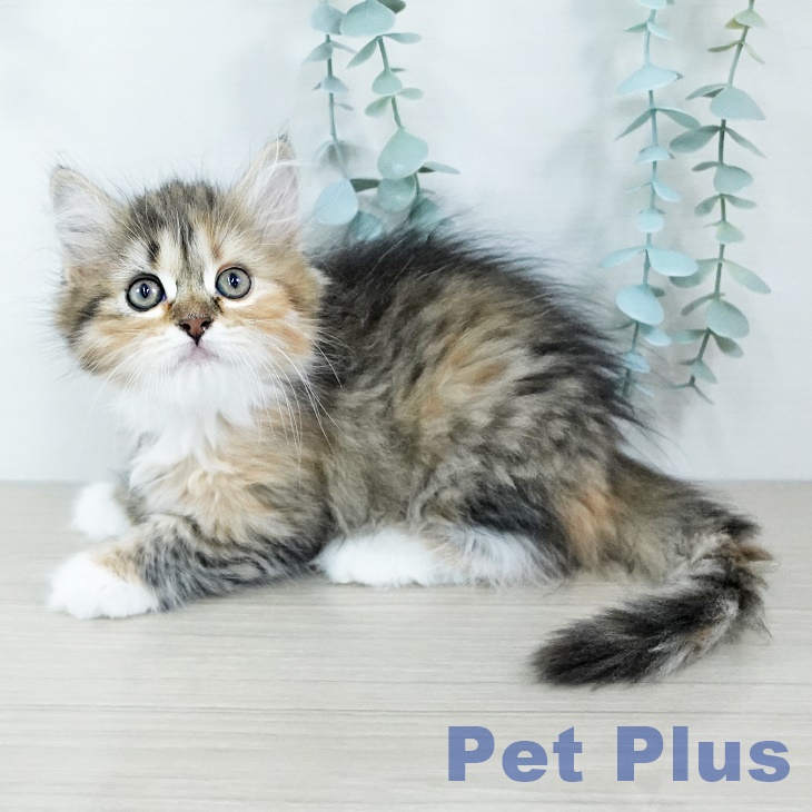 宮城県のサイベリアン (ペットプラス 名取店/2025年11月20日生まれ/女の子/ブラウンパッチドタビーホワイト)の子猫の1枚目の画像