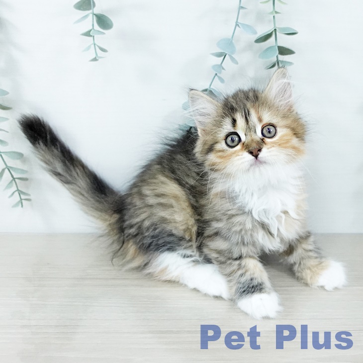 宮城県のサイベリアン (ペットプラス 名取店/2025年11月20日生まれ/女の子/ブラウンパッチドタビーホワイト)の子猫の2枚目の画像