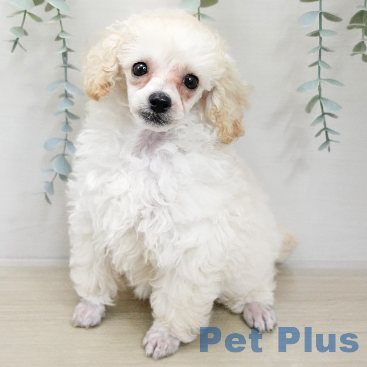 千葉県のトイプードル(トイ) (ペットプラス 幕張新都心店/2025年11月19日生まれ/女の子/ホワイト)の子犬の1枚目の画像