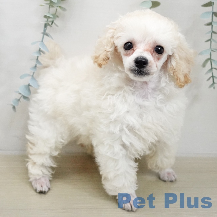 千葉県のトイプードル(トイ) (ペットプラス 幕張新都心店/2025年11月19日生まれ/女の子/ホワイト)の子犬の2枚目の画像