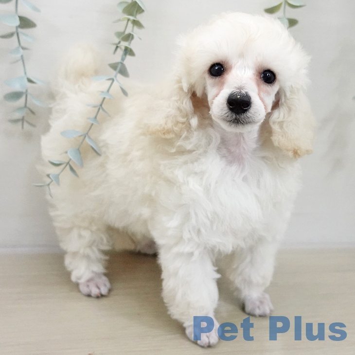 群馬県のトイプードル(トイ) (ペットプラス イオンモール太田店/2025年11月19日生まれ/女の子/ホワイト)の子犬の1枚目の画像