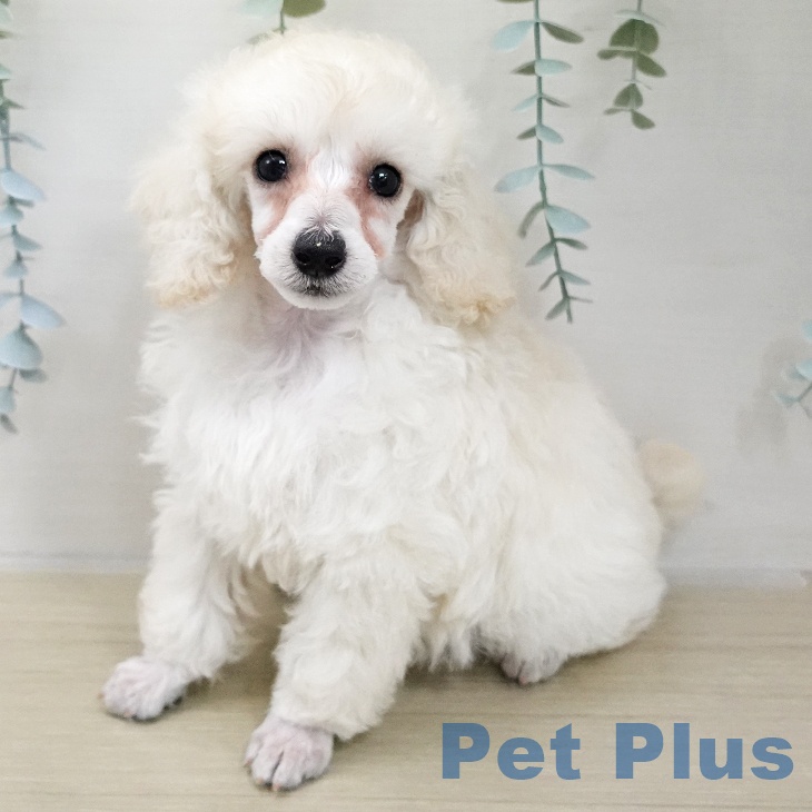 群馬県のトイプードル(トイ) (ペットプラス イオンモール太田店/2025年11月19日生まれ/女の子/ホワイト)の子犬の2枚目の画像