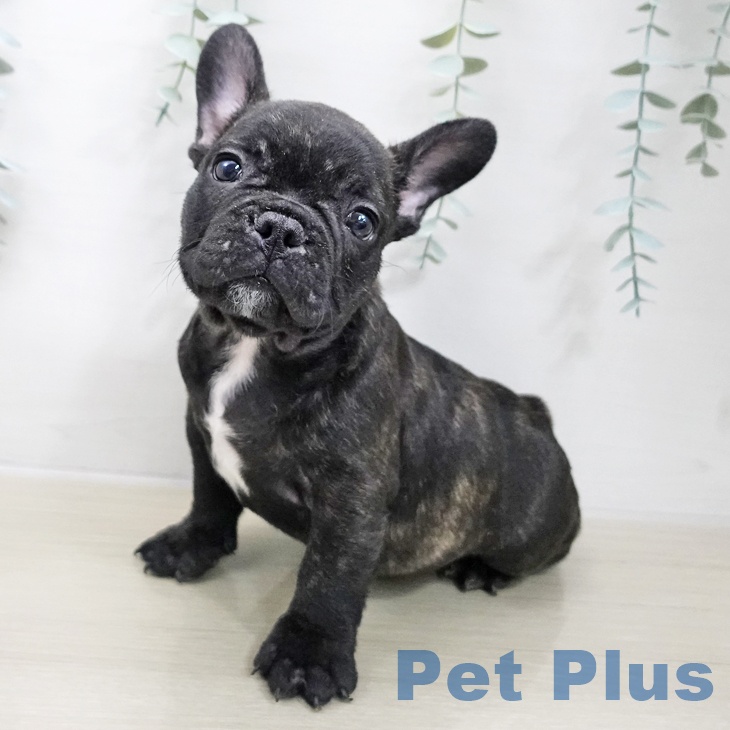 東京都のフレンチブルドッグ (ペットプラス 日の出店/2025年11月21日生まれ/男の子/ブリンドル)の子犬の1枚目の画像