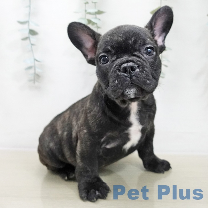 東京都のフレンチブルドッグ (ペットプラス 日の出店/2025年11月21日生まれ/男の子/ブリンドル)の子犬の2枚目の画像