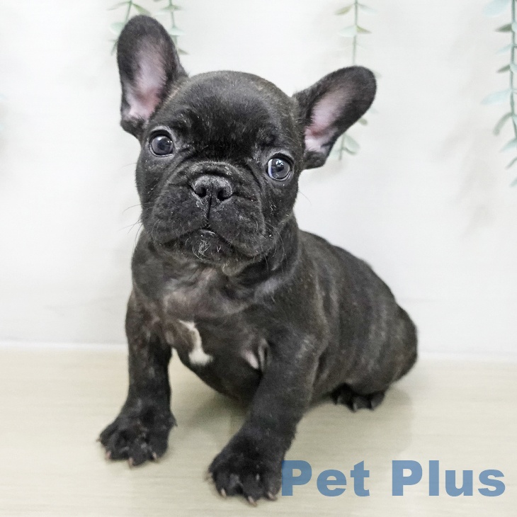 千葉県のフレンチブルドッグ (ペットプラス 船橋店/2025年11月21日生まれ/男の子/ブリンドル)の子犬の1枚目の画像