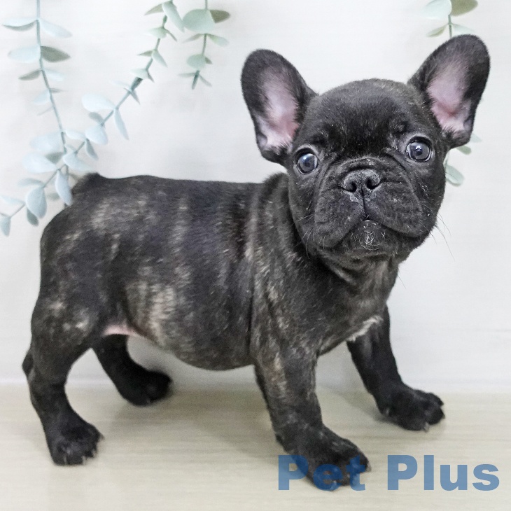 千葉県のフレンチブルドッグ (ペットプラス 船橋店/2025年11月21日生まれ/男の子/ブリンドル)の子犬の2枚目の画像