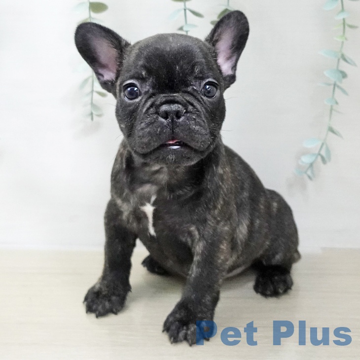 千葉県のフレンチブルドッグ (ペットプラス 幕張新都心店/2025年11月21日生まれ/女の子/ブリンドル)の子犬の1枚目の画像