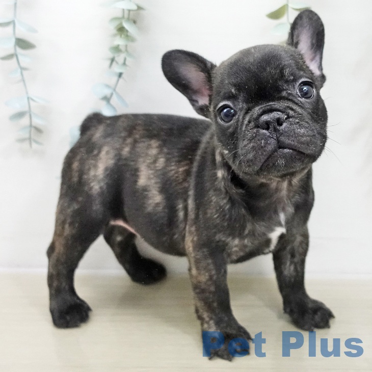 千葉県のフレンチブルドッグ (ペットプラス 幕張新都心店/2025年11月21日生まれ/女の子/ブリンドル)の子犬の2枚目の画像