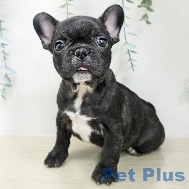 東京都のフレンチブルドッグ (ペットプラス むさし村山店/2025年11月21日生まれ/女の子/ブリンドル)の子犬の1枚目の画像