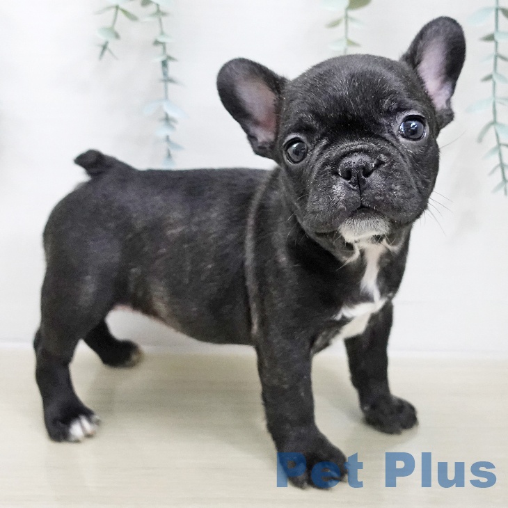 東京都のフレンチブルドッグ (ペットプラス むさし村山店/2025年11月21日生まれ/女の子/ブリンドル)の子犬の2枚目の画像