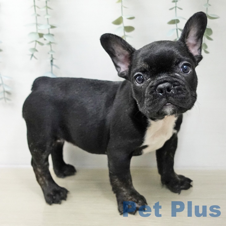 埼玉県のフレンチブルドッグ (ペットプラス ららぽーと富士見店/2025年11月21日生まれ/男の子/ブリンドル)の子犬の1枚目の画像