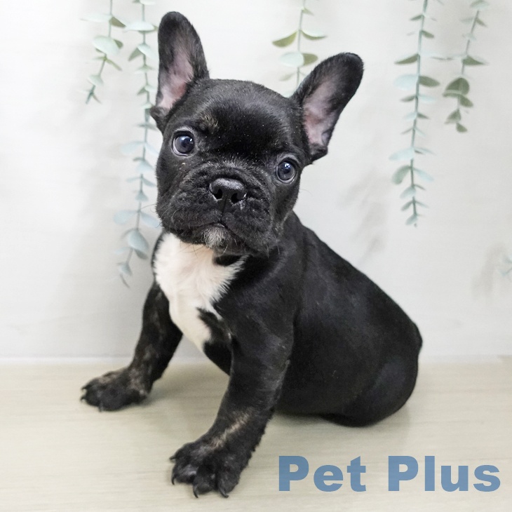 埼玉県のフレンチブルドッグ (ペットプラス ららぽーと富士見店/2025年11月21日生まれ/男の子/ブリンドル)の子犬の2枚目の画像