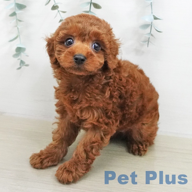 埼玉県のトイプードル(トイ) (ペットプラス コクーンシティ店/2025年11月21日生まれ/女の子/レッド)の子犬の1枚目の画像
