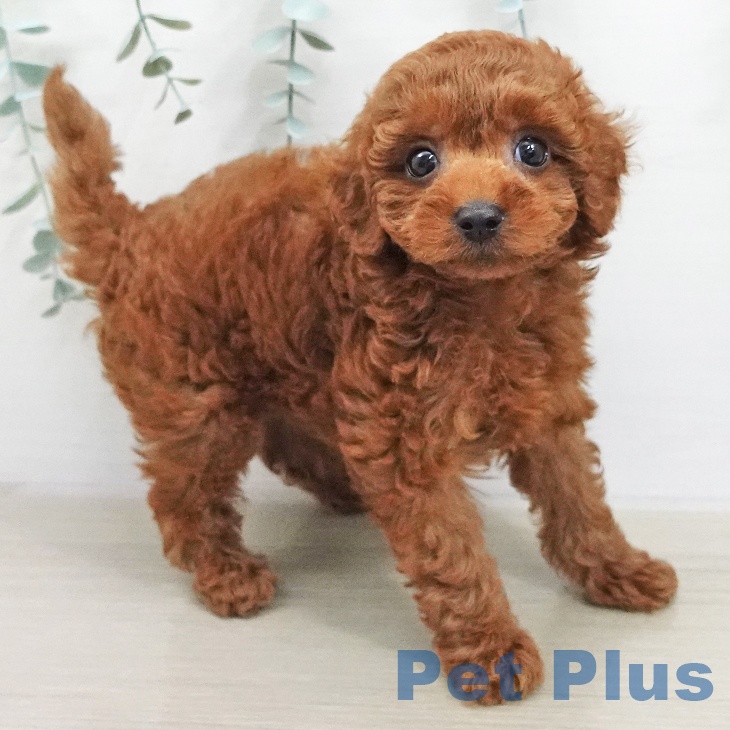 埼玉県のトイプードル(トイ) (ペットプラス コクーンシティ店/2025年11月21日生まれ/女の子/レッド)の子犬の2枚目の画像
