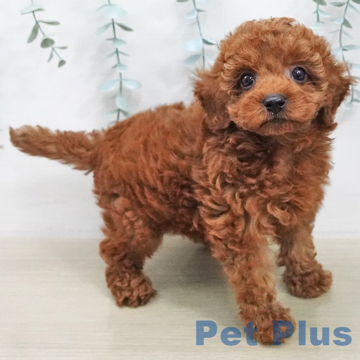 長野県のトイプードル(トイ) (ペットプラス 須坂店/2025年11月21日生まれ/女の子/レッド)の子犬の1枚目の画像