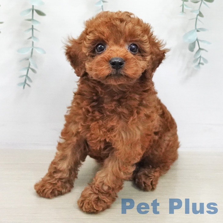 長野県のトイプードル(トイ) (ペットプラス 須坂店/2025年11月21日生まれ/女の子/レッド)の子犬の2枚目の画像