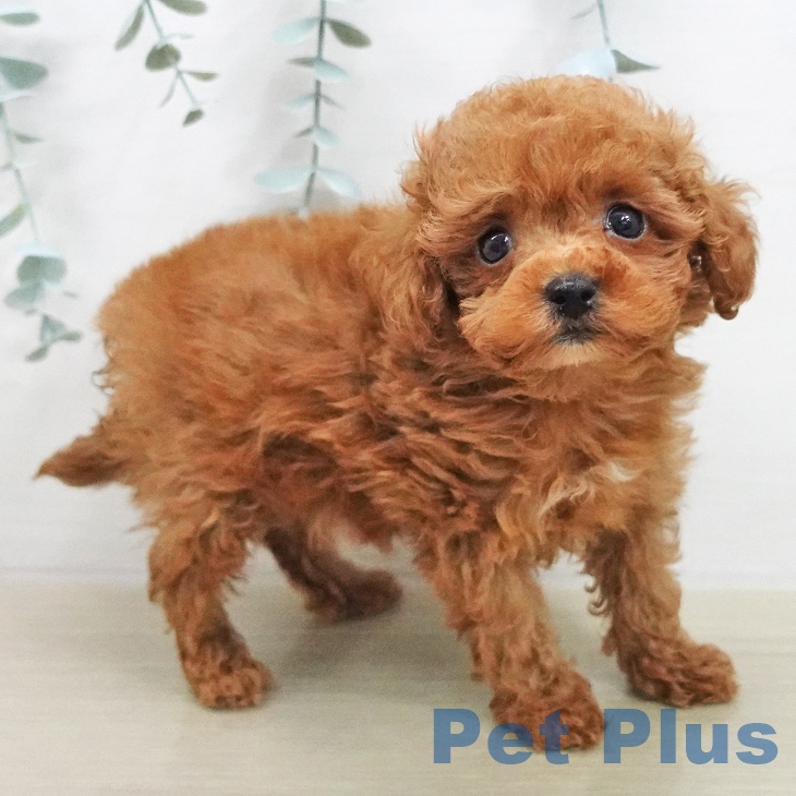 埼玉県のトイプードル(トイ) (ペットプラス ららぽーと富士見店/2025年11月21日生まれ/男の子/レッド)の子犬の1枚目の画像