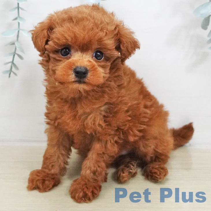 東京都のトイプードル(トイ) (ペットプラス むさし村山店/2025年11月21日生まれ/男の子/レッド)の子犬の1枚目の画像