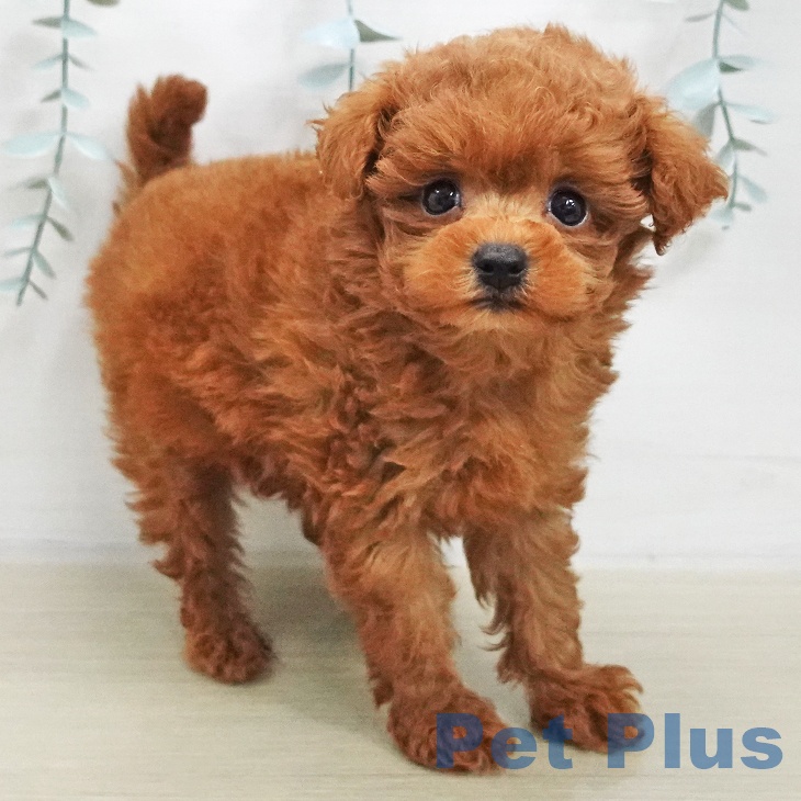 東京都のトイプードル(トイ) (ペットプラス むさし村山店/2025年11月21日生まれ/男の子/レッド)の子犬の2枚目の画像