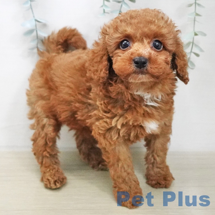 福島県のトイプードル(トイ) (ペットプラス 福島店/2025年11月21日生まれ/男の子/レッド)の子犬