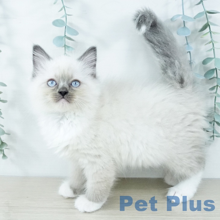 福岡県のラグドール (ペットプラス ららぽーと福岡店/2025年11月14日生まれ/女の子/ブルーポイントミテッド)の子猫の1枚目の画像
